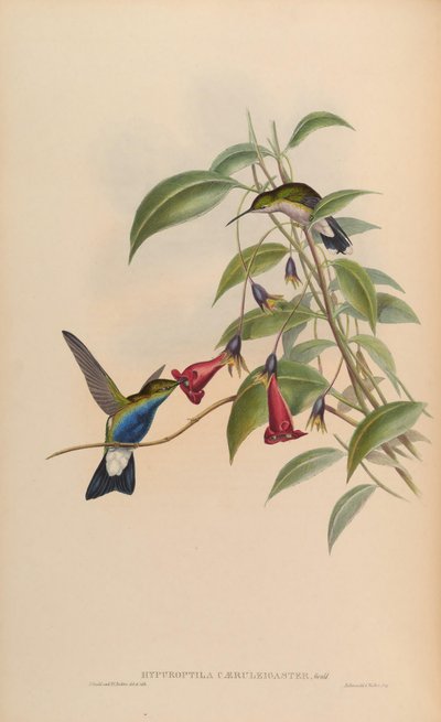 Hypuroptila caeruleigaster - John Gould